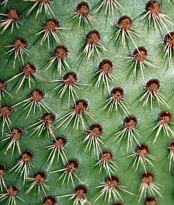 Cactus, pianta, verde, natura, picchi, spine