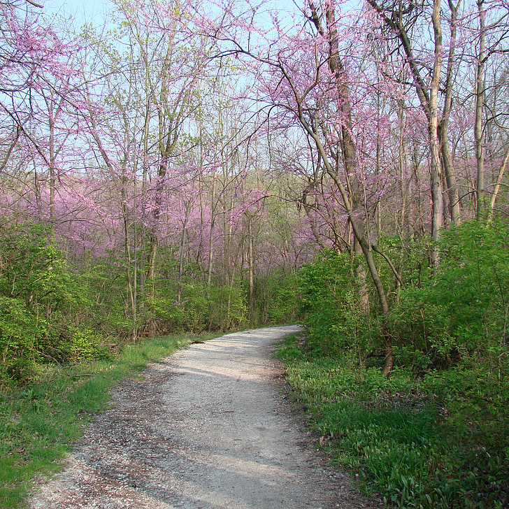 polku, puut, kukinta, Luonto, Woods, vaaleanpunaiset kukat