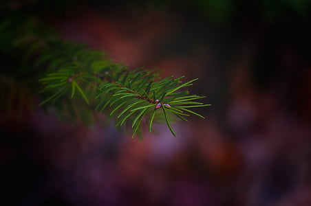 branch, conifer branch, green, spruce, needles, tree, close