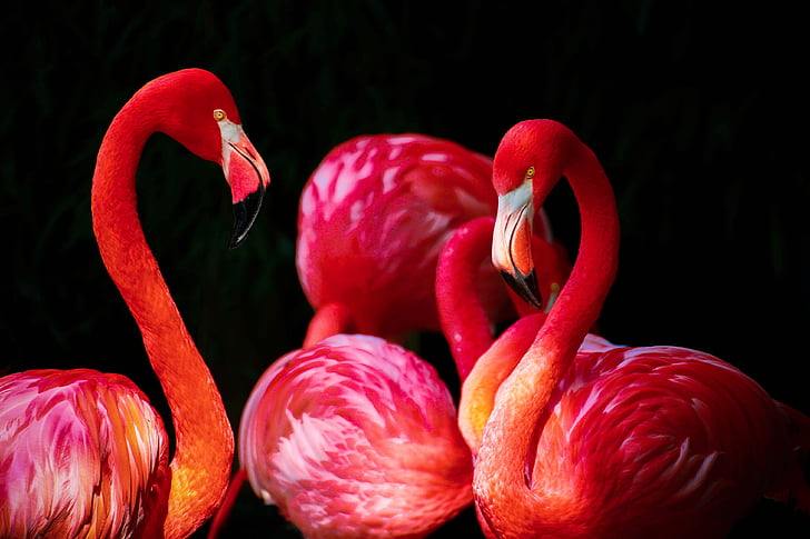 четири, Фламинго, phoenicopterus, Фламинго, червен, черен фон, зеленчуци