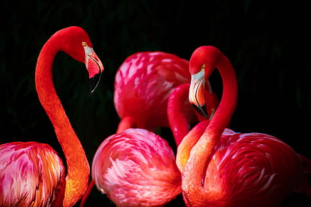 bốn, Hồng hạc, Phoenicopterus, Flamingos, màu đỏ, nền đen, thực vật