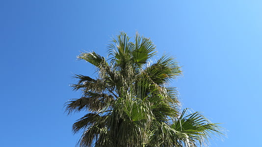 palmy, niebo, Latem, Częściowo słonecznie, Słońce, liść paproci lub palmy, zielony