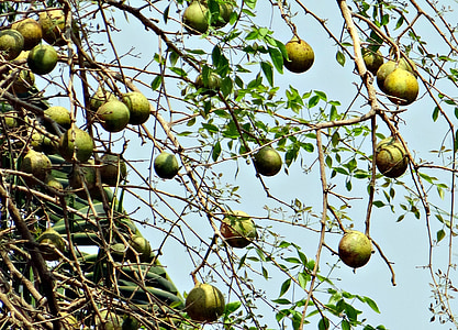 aegle marmelos, puidust apple, Bael, Bengali küdoonia, Golden apple, kivi apple, halogeenitud