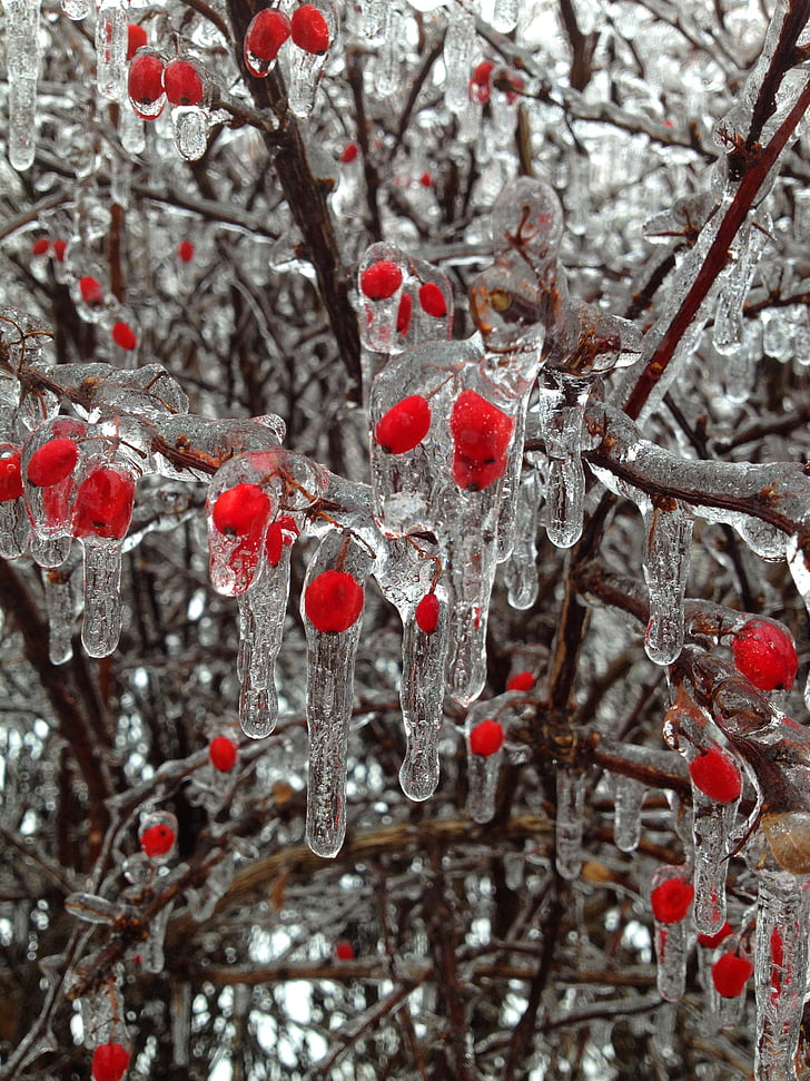 bær, isen, Vinter, knopper, rød, snø, treet