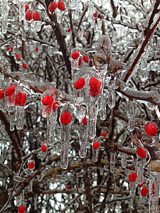 плодове, лед, зимни, пъпки, червен, сняг, дърво