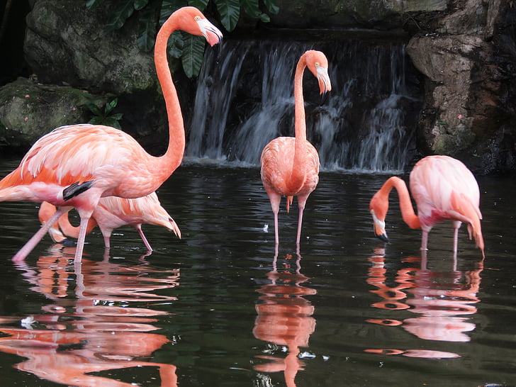 Flamingo, burung air, burung-burung eksotis, Flamingo, flamingo merah muda, burung, alam
