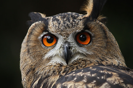 waldkautz, owl, nocturnal, bird, falconry, kautz, animal