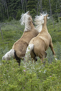 hobused, imetaja, võitlus, looma, looduslike, Wildlife, põllumajandusloomade