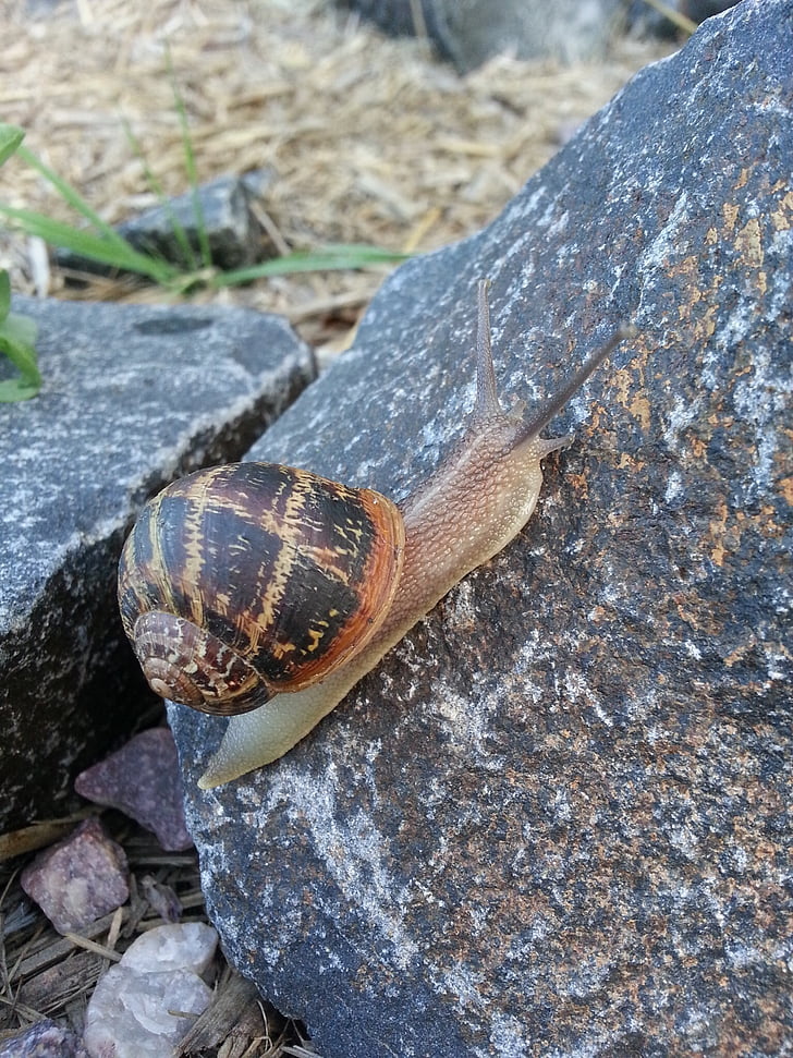 snail, shell, animal, rock, spiral, slimy, garden