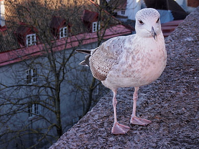 gull del mar, Estonia, pájaro, ciudad