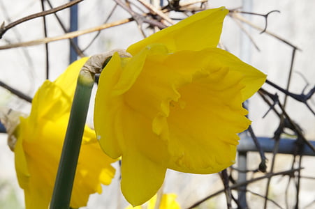 osterglocken, λουλούδι, άνθος, άνθιση, άνοιξη, Κίτρινο, Νάρκισσος