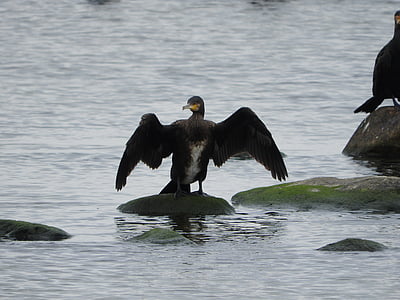 cormorant, water bird, sea, coast, wings, phalacrocorax, drying