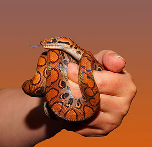 animal, hand, rainbow boa, reptile, snake