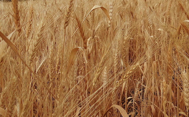 pšenice bodce, zralé, zrna, obiloviny, zemědělství, Indie