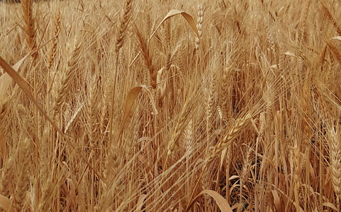 espigas de trigo, madura, granos, cereales, agricultura, India