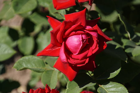 color de rosa, Borgoña 81, Rosaceae, rojo, púrpura, flor, floración