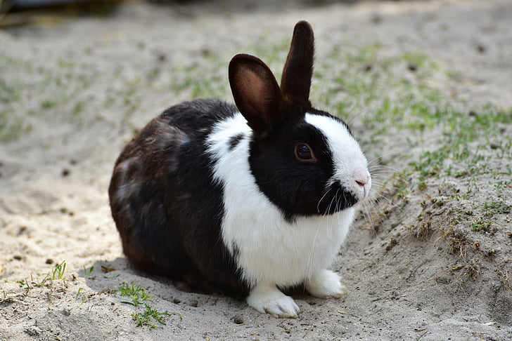 Hare, liten hare, dyr, våren, kjæledyr, søt, lenge eared