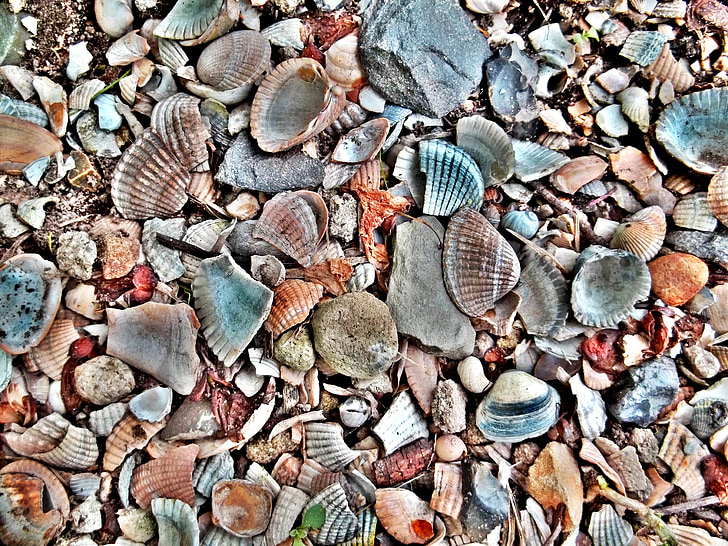 Mejillones, cáscaras de, mariscos, conchas de mejillón, Playa, colorido, piedras