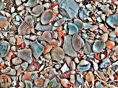 mexilhões, conchas, frutos do mar, conchas de mexilhão, praia, colorido, pedras