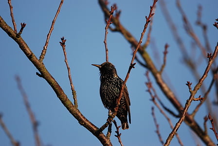 nature, bird, starling, black, speckle, tree branch, air