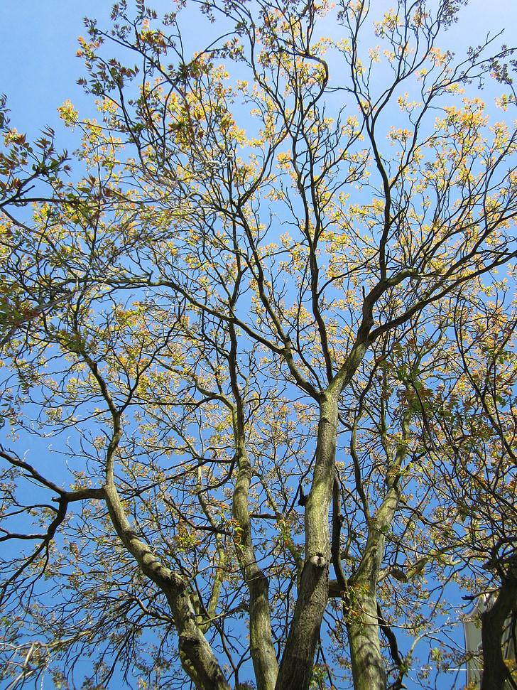Ailanthus altissima, trädet himlens, Ailanthus, träd, Anläggningen, Flora, botanik