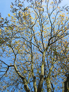 Ailanthus altissima, Taevas Tree, Ailanthus, puu, taim, Flora, botaanika