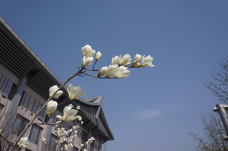 peach blossom, blue sky, spring