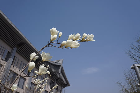 brzoskwiniowy kwiat, błękitne niebo, wiosna
