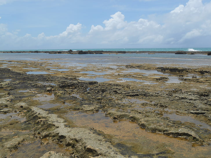 korallrev, steiner, stranden