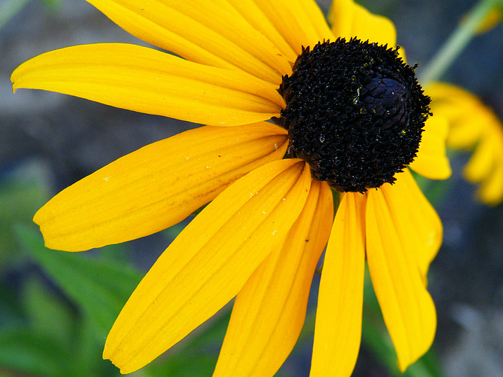 flor, Black eyed susan, Rudbeckia, amarelo, preto, flor, florescendo