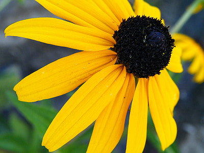 Blume, black eyed susan, Rudbeckia, gelb, Schwarz, Blüte, blühen