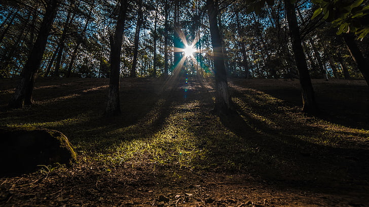 fotografia, Forest, Príroda, Príroda, Woods, Sunny, Slnečné svetlo
