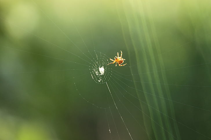 edderkopp, spindelvev predator, byttedyr