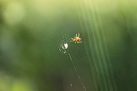 Spinne, Spinnennetz-Räuber, Beute
