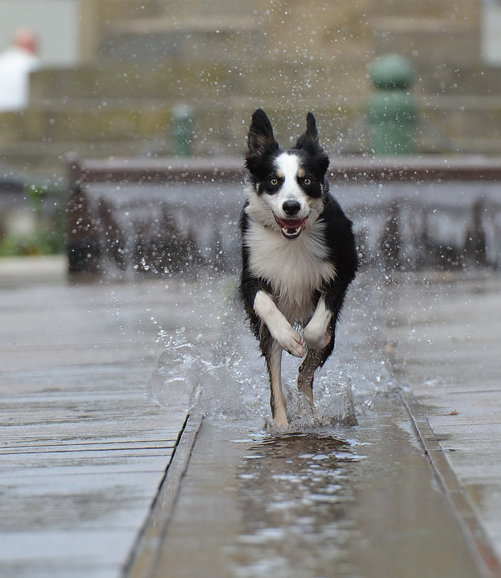 border collie, fountain city, running dog, old town, water, fountain