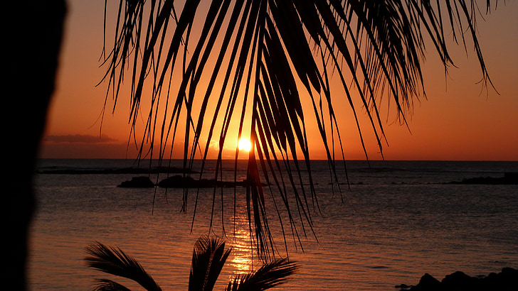 Mauritius, solnedgang, palmer, sjøen