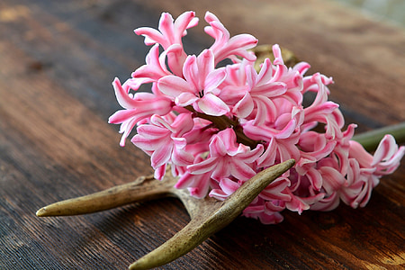 hyacinth, flower, flowers, pink, fragrant, spring flower, fragrant flower