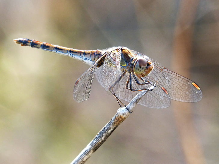 Dragonfly, blik, insect, vleugels