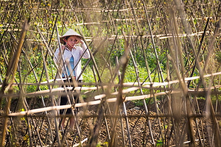 γυναίκα, εργασία, αγρόκτημα, αγροτική, Ασία, Βιετνάμ, γεωργικών