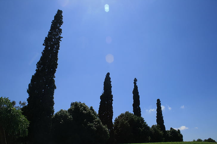 sypressimetsissä, puut, Cypress, pitkä, hoikka, taivas, sininen