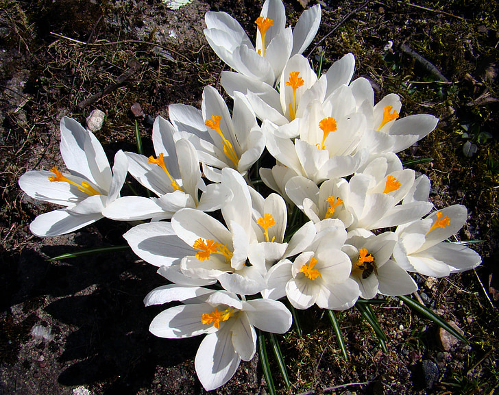 квітка, Крокус, сад, Весна, наші герої, білий, lökväxt