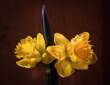 daffodil, narcissus, jonquil, easter flower, spring, flora, yellow flowers