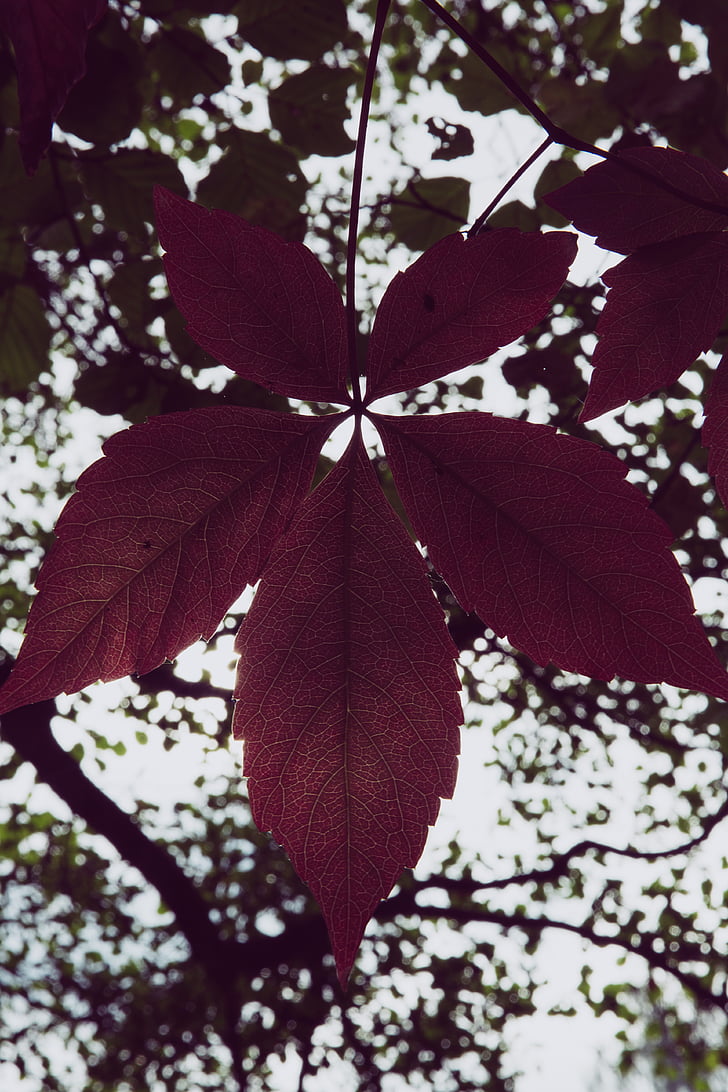 Есен, листа, златна есен, листа през есента, листа, Есенни листи, природата