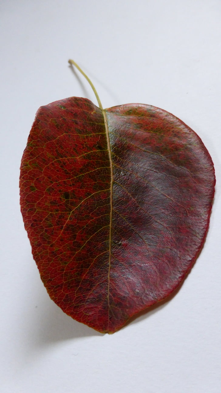 foglia, corpo a pera, autunno, foglie, rosso, colorato, Colore