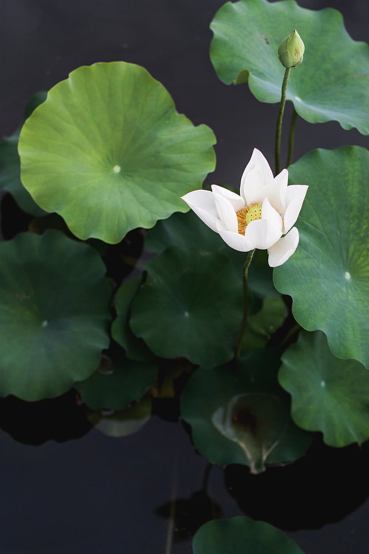 closeup, white, water, lily, green, leaf, plant
