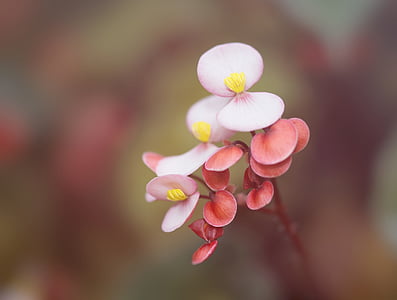 Begonia, huonekasvi, Koristekasvi, Blossom, Bloom, Begoniaceae, Parveke kasvit