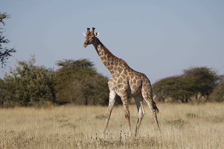 girafe, sauvage, après, Afrique du Sud, animaux, photographie de la faune, nature sauvage