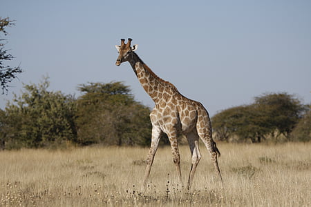 жираф, диви, след, Южна Африка, животни, дива природа фотография, пустинята