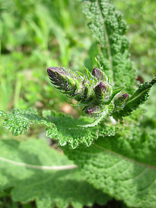 Salvia pratensis, Λιβάδι clary, Λιβάδι φασκόμηλο, βότανο, μπαχαρικό, αγριολούλουδα, χλωρίδα