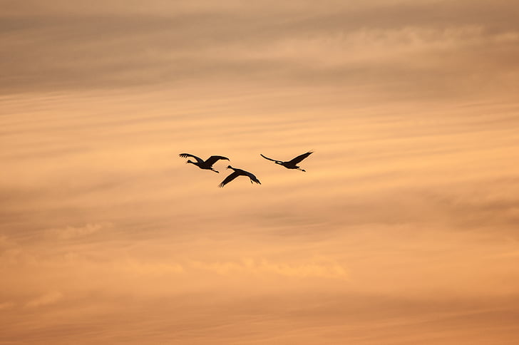 animals, birds, flying, sky